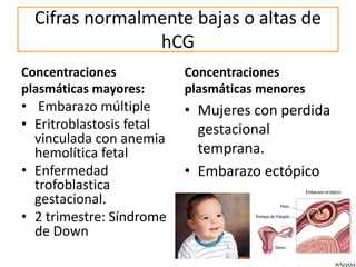 Cifras normalmente bajas o altas de
hCG
Concentraciones
plasmáticas mayores:
• Embarazo múltiple
• Eritroblastosis fetal
vinculada con anemia
hemolítica fetal
• Enfermedad
trofoblastica
gestacional.
• 2 trimestre: Síndrome
de Down
Concentraciones
plasmáticas menores
• Mujeres con perdida
gestacional
temprana.
• Embarazo ectópico
 