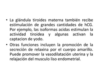 • La glándula tiroides materna también recibe
estimulación de grandes cantidades de hCG.
Por ejemplo, las isoformas acidas estimulan la
actividad tiroidea y algunas activan la
captacion de yodo.
• Otras funciones incluyen la promoción de la
secreción de relaxina por el cuerpo amarillo.
Puede promover la vasodilatación uterina y la
relajación del musculo liso endometrial.
 