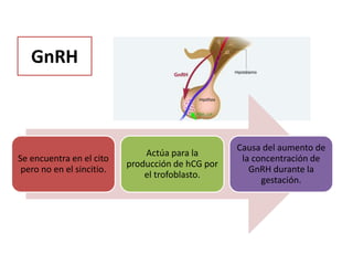 GnRH
Se encuentra en el cito
pero no en el sincitio.
Actúa para la
producción de hCG por
el trofoblasto.
Causa del aumento de
la concentración de
GnRH durante la
gestación.
 