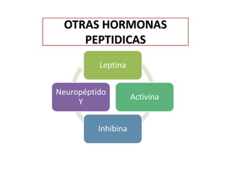 OTRAS HORMONAS
PEPTIDICAS
Leptina
Activina
Inhibina
Neuropéptido
Y
 