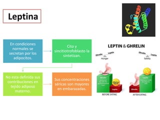 Leptina
En condiciones
normales se
secretan por los
adipocitos.
Cito y
sincitiotrofoblasto la
sintetizan.
No esta definida sus
contribuciones en
tejido adiposo
materno.
Sus concentraciones
séricas son mayores
en embarazadas.
 