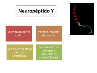 Neuropéptido Y
Distribuido por el
cerebro.
Potente inductor
de apetito.
Se encuentra en las
neuronas
simpáticas.
Se ha aislado en
placenta y
localizado en
citotrofoblasto.
 