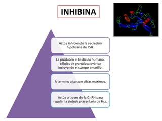 INHIBINA
Actúa inhibiendo la secreción
hipofisaria de FSH.
La producen el testículo humano,
células de granulosa ovárica
incluyendo el cuerpo amarillo.
A termino alcanzan cifras máximas.
Actúa a traves de la GnRH para
regular la síntesis placentaria de Hcg.
 