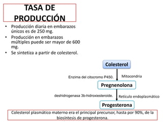 TASA DE
PRODUCCIÓN
• Producción diaria en embarazos
únicos es de 250 mg.
• Producción en embarazos
múltiples puede ser mayor de 600
mg.
• Se sintetiza a partir de colesterol.
Colesterol
Pregnenolona
Progesterona
Enzima del citocromo P450. Mitocondria
deshidrogenasa 3b-hidroxiesteroide. Retículo endoplasmático
Colesterol plasmático materno era el principal precursor, hasta por 90%, de la
biosíntesis de progesterona.
 