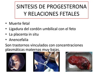 SINTESIS DE PROGESTERONA
Y RELACIONES FETALES
• Muerte fetal
• Ligadura del cordón umbilical con el feto
• La placenta in situ
• Anencefalia
Son trastornos vinculados con concentraciones
plasmáticas maternas muy bajas.
 