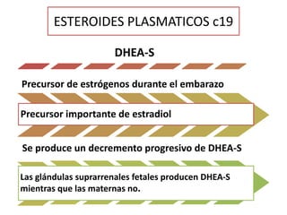 ESTEROIDES PLASMATICOS c19
DHEA-S
Precursor de estrógenos durante el embarazo
Precursor importante de estradiol
Se produce un decremento progresivo de DHEA-S
Las glándulas suprarrenales fetales producen DHEA-S
mientras que las maternas no.
 