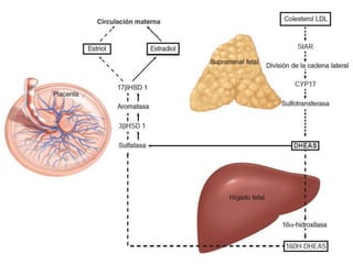 Hormonas placentarias