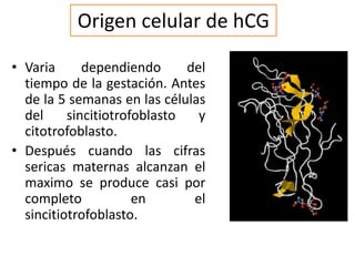 Origen celular de hCG
• Varia dependiendo del
tiempo de la gestación. Antes
de la 5 semanas en las células
del sincitiotrofoblasto y
citotrofoblasto.
• Después cuando las cifras
sericas maternas alcanzan el
maximo se produce casi por
completo en el
sincitiotrofoblasto.
 