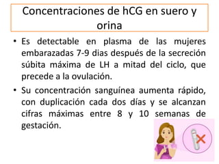Concentraciones de hCG en suero y
orina
• Es detectable en plasma de las mujeres
embarazadas 7-9 dias después de la secreción
súbita máxima de LH a mitad del ciclo, que
precede a la ovulación.
• Su concentración sanguínea aumenta rápido,
con duplicación cada dos días y se alcanzan
cifras máximas entre 8 y 10 semanas de
gestación.
 