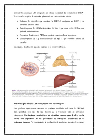 convertir los esteroides C19 apropiados en estrona y estradiol. La conversión de DHEA-
S en estradiol requiere la expresión placentaria de cuatro enzimas claves:
 Sulfatasa de esteroides que convierte la DHEA-S conjugada en DHEA y se
encuentra en cifras altas.
 Deshidrogenasa de 3β-hidroxiesteroides de tipo 1 que actúa sobre DHEA para
producir androstendiona.
 Aromatasa de citocromo P450 que convierte androstendiona en estrona.
 Deshidrogenasa de 17β-hidroxiesteroides de tipo 1 que convierte estrona en
estradiol.
La principal localización de estas enzimas es el sincitotrofoblasto.
Esteroides plasmáticos C19 como precursores de estrógenos
Las glándulas suprarrenales maternas no producen cantidades suficientes de DHEA-S
para contribuir con más de una fracción de la biosíntesis total de estrógenos
placentarios. En términos cuantitativos, las glándulas suprarrenales fetales son la
fuente más importante de los precursores de estrógenos placentarios en el
embarazo humano. Por consiguiente, la producción de estrógenos durante el embarazo
 