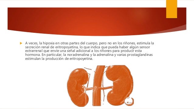 Rubros de la IPPA