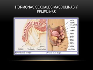 HORMONAS SEXUALES MASCULINAS Y
          FEMENINAS
 