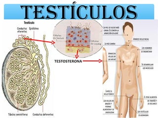 TESTÍCULOS

  TESTOSTERONA
 