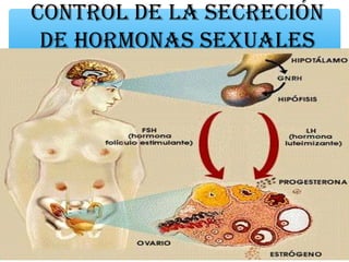 CONTROL DE LA SECRECIÓN
 DE HORMONAS SEXUALES
 
