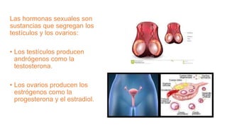 Las hormonas sexuales son
sustancias que segregan los
testículos y los ovarios:
• Los testículos producen
andrógenos como ...