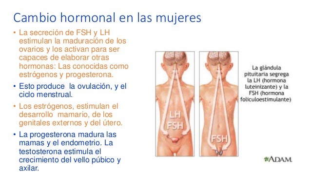 Las infusiones de las hierbas para el aumento del miembro