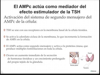 El AMPc actúa como mediador del
efecto estimulador de la TSH
Activación del sistema de segundo mensajero del
AMPc de la célula:
0 TSH se une con sus receptores en la membrana basal de la célula tiroidea.
0 Se activa la adenilato ciclasa de la membrana, lo que incrementa la formación
de AMPc en la célula.
0 El AMPc actúa como segundo mensajero y activa a la proteína cinasa, que
produce múltiples fosforilaciones en toda la célula.
0 Ocurre un aumento inmediato de la secreción
de hormonas tiroideas y un crecimiento prolongado
del propio tejido de la glándula.
 