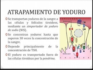 ATRAPAMIENTO DE YODURO
0 Se transportan yoduros de la sangre a
las células y folículos tiroideos,
mediante un simportador de yoduro
de sodio (NIS).
0 Se concentran yoduros hasta que
superen 30 veces la concentración de
la sangre.
0 Depende principalmente de la
concentración de TSH.
0 El yoduro es transportado fuera de
las células tiroideas por la pendrina.
 
