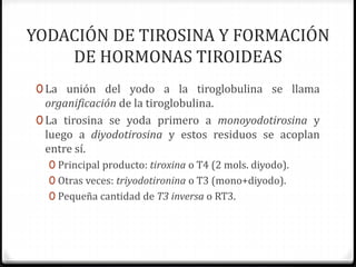 YODACIÓN DE TIROSINA Y FORMACIÓN
DE HORMONAS TIROIDEAS
0 La unión del yodo a la tiroglobulina se llama
organificación de la tiroglobulina.
0 La tirosina se yoda primero a monoyodotirosina y
luego a diyodotirosina y estos residuos se acoplan
entre sí.
0 Principal producto: tiroxina o T4 (2 mols. diyodo).
0 Otras veces: triyodotironina o T3 (mono+diyodo).
0 Pequeña cantidad de T3 inversa o RT3.
 
