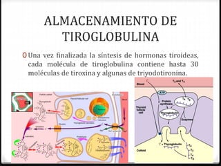 ALMACENAMIENTO DE
TIROGLOBULINA
0 Una vez finalizada la síntesis de hormonas tiroideas,
cada molécula de tiroglobulina contiene hasta 30
moléculas de tiroxina y algunas de triyodotironina.
 