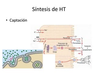 Síntesis de HT
• Captación
 