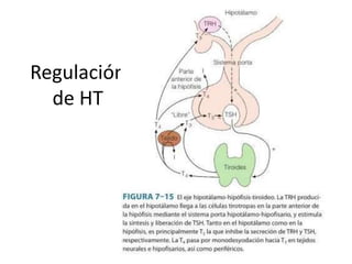 Regulación
de HT
 