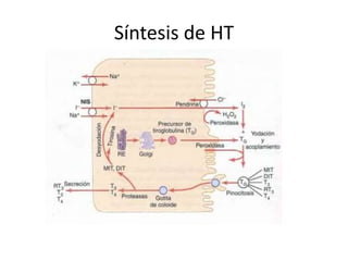 Síntesis de HT
 