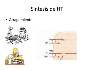 Síntesis de HT
• Atrapamiento
 