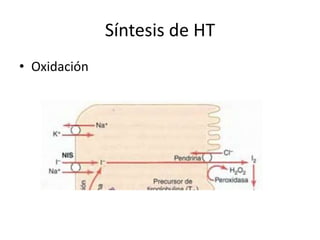 Síntesis de HT
• Oxidación
 