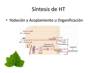 Síntesis de HT
• Yodación y Acoplamiento u Organificación
 