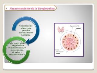 Capacidad de
almacenar
grandes
cantidades de
hormona
Cada molécula de
Tiroglobulina
contiene hasta 30
moléculas de
tiroxina y
triyodotironina
• Almacenamiento de la Tiroglobulina
 