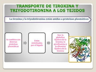 • La tiroxina y la triyodotironina están unidas a proteínas plasmáticas
Se combina con
diversas
proteínas
plasmáticas
Están
sintetizadas
por el hígado
Son: la
globulina
fijadora de la
tiroxina, la
prealbumina y
la albumina
fijadora de la
tiroxina
 