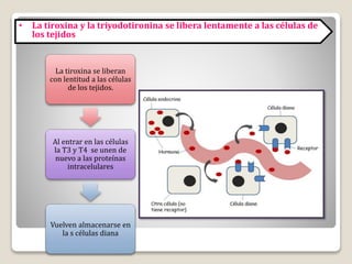 La tiroxina se liberan
con lentitud a las células
de los tejidos.
Al entrar en las células
la T3 y T4 se unen de
nuevo a las proteínas
intracelulares
Vuelven almacenarse en
la s células diana
• La tiroxina y la triyodotironina se libera lentamente a las células de
los tejidos
 