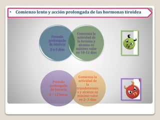 Periodo
prolongado
de latencia
2 o 3 días
Comienza la
actividad de
la tiroxina y
alcanza su
máximo valor
en 10-12 días
• Comienzo lento y acción prolongada de las hormonas tiroidea
Periodo
prolongado
de latencia
6 – 12 horas
Comienza la
actividad de
la
triyodotironin
a y alcanza su
máximo valor
en 2- 3 días
 