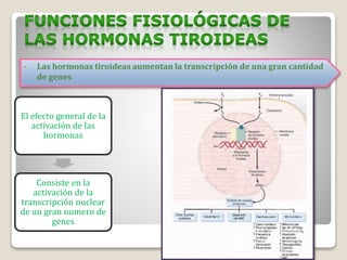• Las hormonas tiroideas aumentan la transcripción de una gran cantidad
de genes
El efecto general de la
activación de las
hormonas
Consiste en la
activación de la
transcripción nuclear
de un gran numero de
genes
 