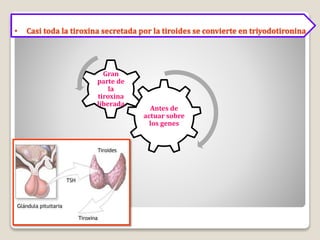 Antes de
actuar sobre
los genes
Gran
parte de
la
tiroxina
liberada
• Casi toda la tiroxina secretada por la tiroides se convierte en triyodotironina
 