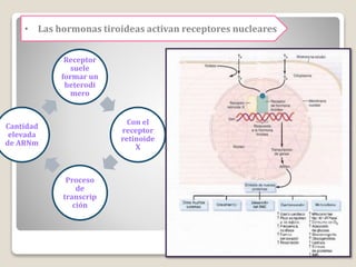 Receptor
suele
formar un
heterodi
mero
Con el
receptor
retinoide
X
Proceso
de
transcrip
ción
Cantidad
elevada
de ARNm
• Las hormonas tiroideas activan receptores nucleares
 