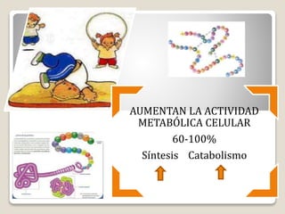 AUMENTAN LA ACTIVIDAD
METABÓLICA CELULAR
60-100%
Síntesis Catabolismo
 