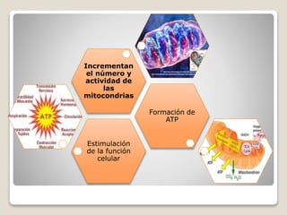 Estimulación
de la función
celular
Formación de
ATP
Incrementan
el número y
actividad de
las
mitocondrias
 