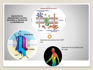 FACILITAN EL
TRANSPORTE ACTIVO
DE IONES A TRAVÉS DE
LA MEMBRANA
Aumento de la producción
de calor
Aumenta la enzima Na K ATP
asa
 