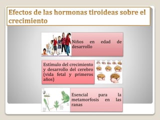 Niños en edad de
desarrollo
Estímulo del crecimiento
y desarrollo del cerebro
(vida fetal y primeros
años)
Esencial para la
metamorfosis en las
ranas
 