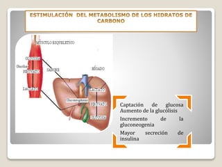 Captación de glucosa
Aumento de la glucólisis
Incremento de la
gluconeogenia
Mayor secreción de
insulina
 