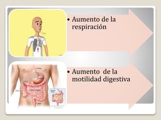 • Aumento de la
respiración
• Aumento de la
motilidad digestiva
 