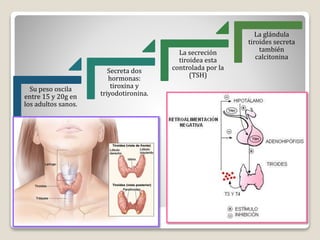 Su peso oscila
entre 15 y 20g en
los adultos sanos.
Secreta dos
hormonas:
tiroxina y
triyodotironina.
La secreción
tiroidea esta
controlada por la
(TSH)
La glándula
tiroides secreta
también
calcitonina
 