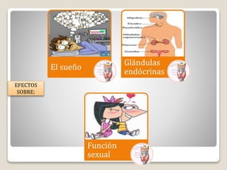 El sueño
Glándulas
endócrinas
Función
sexual
EFECTOS
SOBRE:
 