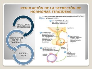 HIPOTÁLAMO :
TIROLIBERINA
ADENOHIPÓFI
SIS: TSH O
TIROTROPINA
TIROIDES:
T3;T4
 