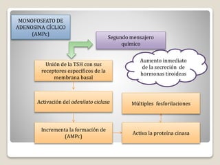 MONOFOSFATO DE
ADENOSINA CÍCLICO
(AMPc)
Segundo mensajero
químico
Unión de la TSH con sus
receptores específicos de la
membrana basal
Activación del adenilato ciclasa
Incrementa la formación de
(AMPc)
Activa la proteína cinasa
Múltiples fosforilaciones
Aumento inmediato
de la secreción de
hormonas tiroideas
 