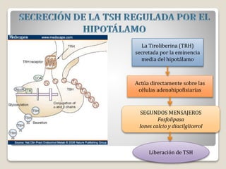 La Tiroliberina (TRH)
secretada por la eminencia
media del hipotálamo
Actúa directamente sobre las
células adenohipofisiarias
SEGUNDOS MENSAJEROS
Fosfolipasa
Iones calcio y diacilglicerol
Liberación de TSH
 