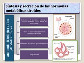 Síntesis y secreción de las hormonas
metabólicas tiroides
Anatomíafisiológicadelas
glándulastiroides
Se compone de un elevado numero de
folículos cerrados (100 a 300um de
diámetro )
Tiene unas sustancia secretora
denominada coloide
Revestidos por celulas epiteliales cubicas
Tiroglobulina
 