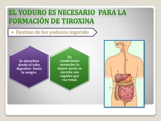  Destino de los yoduros ingerido
En
condiciones
normales la
mayor parte se
excreta con
rapidez por
vía renal.
Se absorben
desde el tubo
digestivo hasta
la sangre.
 